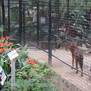 Taronga 2012 - Dhole exhibit