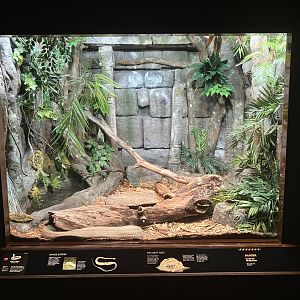 World of Reptiles - King Cobra Terrarium