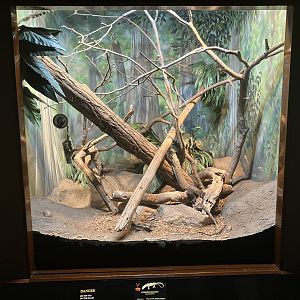 World of Reptiles - Juvenile Komodo Dragon Terrarium