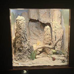 World of Reptiles - Snouted Cobra Terrarium