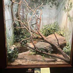 World of Reptiles - Mang Mountain Viper Terrarium