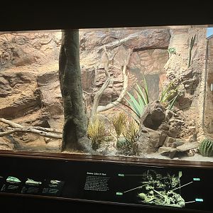 World of Reptiles - Gila Monster/Common Chuckwalla/Baja Blue Rock Lizard/Giant Horned Lizard Terrarium