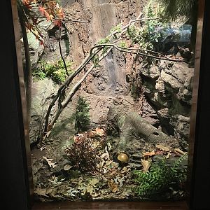 World of Reptiles - Timber Rattlesnake/Black Rat snake/Northern Copperhead