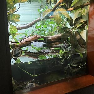 World of Reptiles - Chinese Crocodile Lizard/Yellow-Headed Box Turtle Terrarium