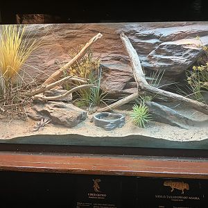 World of Reptiles - Viper Gecko/Shield-Tailed Dwarf Agama Terrarium