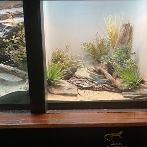 World of Reptiles - Western Collard Lizard Terrarium