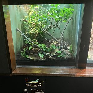 World of Reptiles - William’s Dwarf Gecko Terrarium