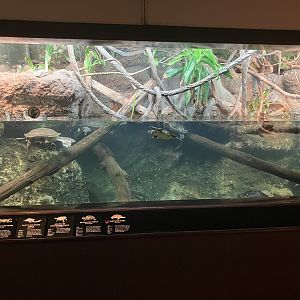 World of Reptiles - Turtle Exhibit