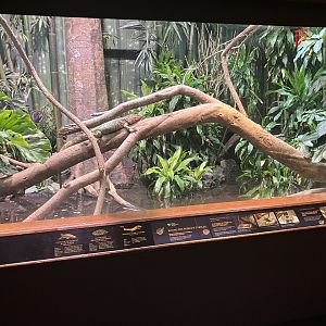 World of Reptiles - Giant South American River Turtle/Red-Headed Amazon River Turtle/Northern Caiman Lizard Exhibit