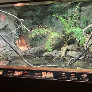 World of Reptiles - Philippine Sailfin Lizard/Painted River Terrapin/Bornean Pond Turtle Exhibit