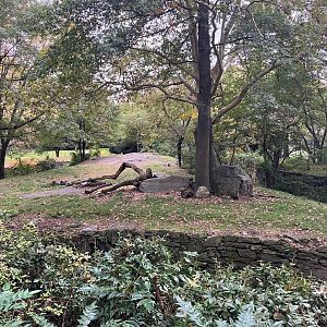 African Plains - African Lion Exhibit