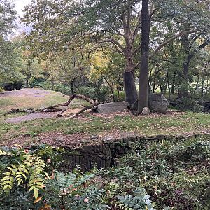 African Plains - African Lion Exhibit