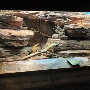 Zoo Center - Kimberly Rock Monitor/Yellow Spiny-Tailed Monitor Exhibit