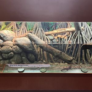 Zoo Center - Merten’s Water Monitor Exhibit