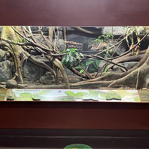 Zoo Center - Blue Tree Monitor Exhibit