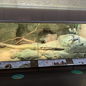Zoo Center - Komodo Dragon Exhibit
