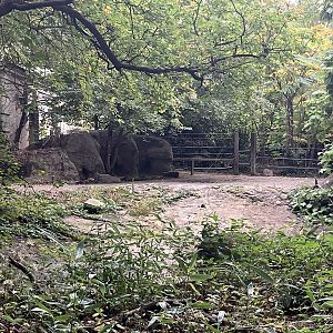 Zoo Center - Outdoor White Rhino Exhibit