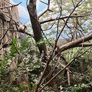 Madagascar - Coquerel’s Sifaka Exhibit