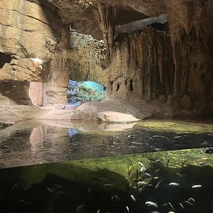Madagascar - Nile Crocodile Exhibit