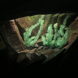 Madagascar - Sakaramy Killifish Tank