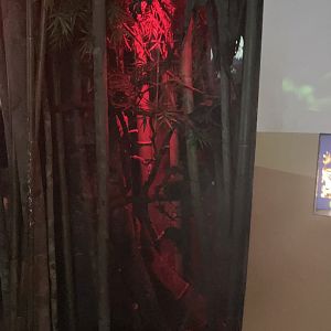 Madagascar - Gray Mouse Lemur Exhibit