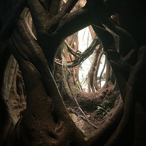 Madagascar - Tomato Frog Terrarium