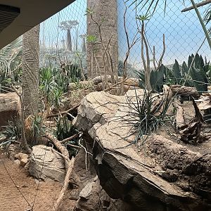 Madagascar - Spiny Forest Exhibit