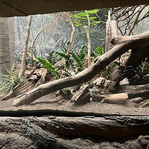 Madagascar - Ring-Tailed Vontsira Exhibit