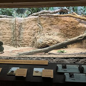Madagascar - Radiated Tortoise/Spider Tortoise/Spiny Iguana/Four-Lined Plated Lizard Exhibit