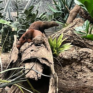 Ring-Tailed Vontsira