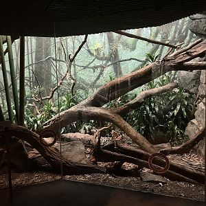 Madagascar - Fossa Exhibit