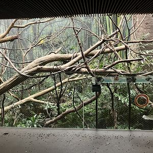 Madagascar - Red Ruffed Lemur Exhibit