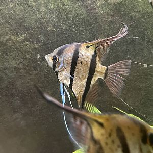 Freshwater Angelfish