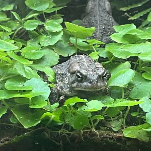 Fowler's Toad