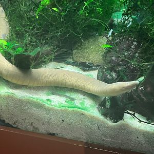 Aquatic Caecilian