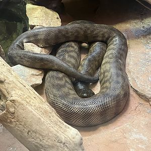 Black Headed Python