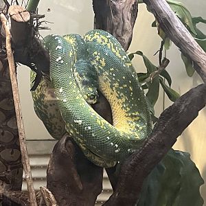 Green Tree Python