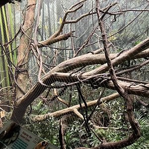 Madagascar - Red Ruffed Lemur Exhibit