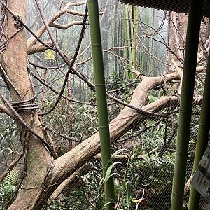 Madagascar - Red Ruffed Lemur Exhibit