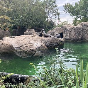 Astor Court - California Sea Lion Exhibit