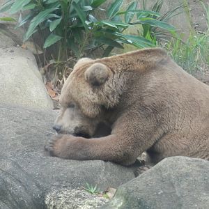 Brown bear - Bioparque do Rio