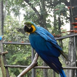 Blue-and-yellow macaw - Bioparque do Rio