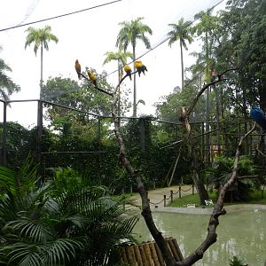 Tropical immersion - Bioparque do Rio