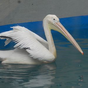 Great white pelican - Bioparque do Rio