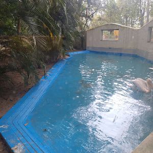 Great white pelican exhibit - Bioparque do Rio