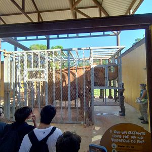 Elephant training section - Bioparque do Rio