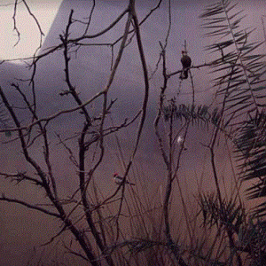 Plains Exhibit in the Old Birdhouse 1976