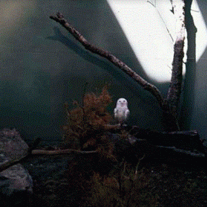 Snowy Owl 1976