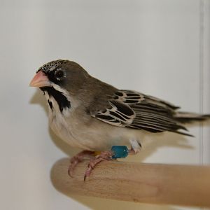 Scaly-feathered weaver (Sporopipes squamifrons)