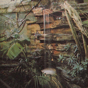 Rain Forest Exhibit 1978
